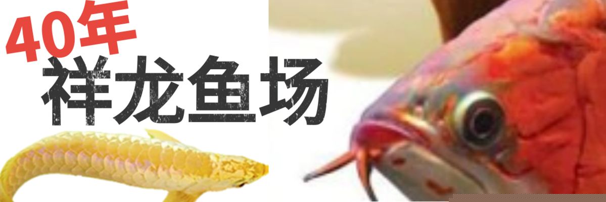 龍魚好多錢一斤：探索龍魚的價格波動及其市場趨勢