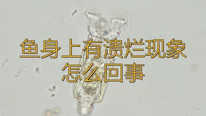 如何判斷龍魚肚子鱗片潰爛的原因？