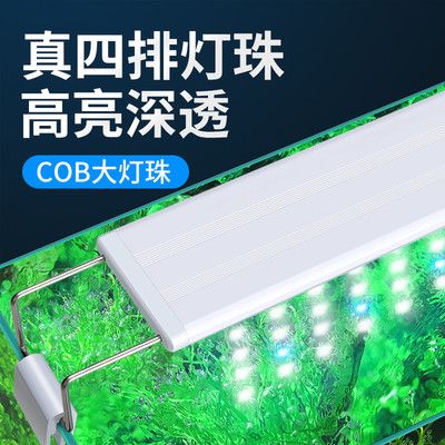 龍魚的飼養溫度要求是多少：關于龍魚飼養溫度要求的詳細信息：龍魚飼養溫度要求
