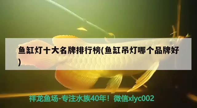 羅莊區(qū)將軍觀賞魚店