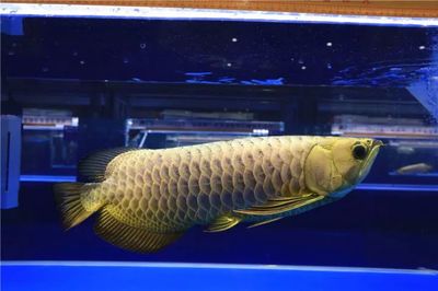 龍魚(yú)大賽冠軍（2023年長(zhǎng)城杯世界龍魚(yú)錦標(biāo)賽冠軍是13號(hào)龍魚(yú)）