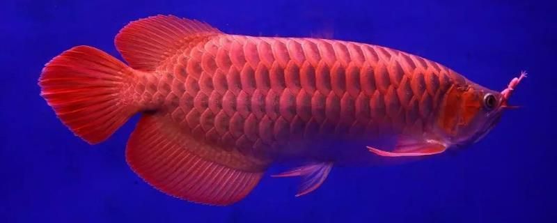 龍魚ph8.0可以嗎:長春花鳥魚蟲市場昨天2.68w閱讀0評論在探討龍魚最佳ph值 龍魚百科 第10張 龍魚ph8.0可以嗎:長春花鳥魚蟲市場昨天2.68w閱讀0評論在探討龍魚最佳ph值 龍魚ph8.0可以嗎:長春花鳥魚蟲市場昨天2.68w閱讀0評論在探討龍魚最佳ph值 龍魚百科 第10張