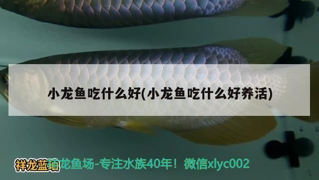 龍魚多少溫度最好：龍魚的飼養技術 龍魚多少溫度最好：龍魚的飼養技術 龍魚百科 第6張