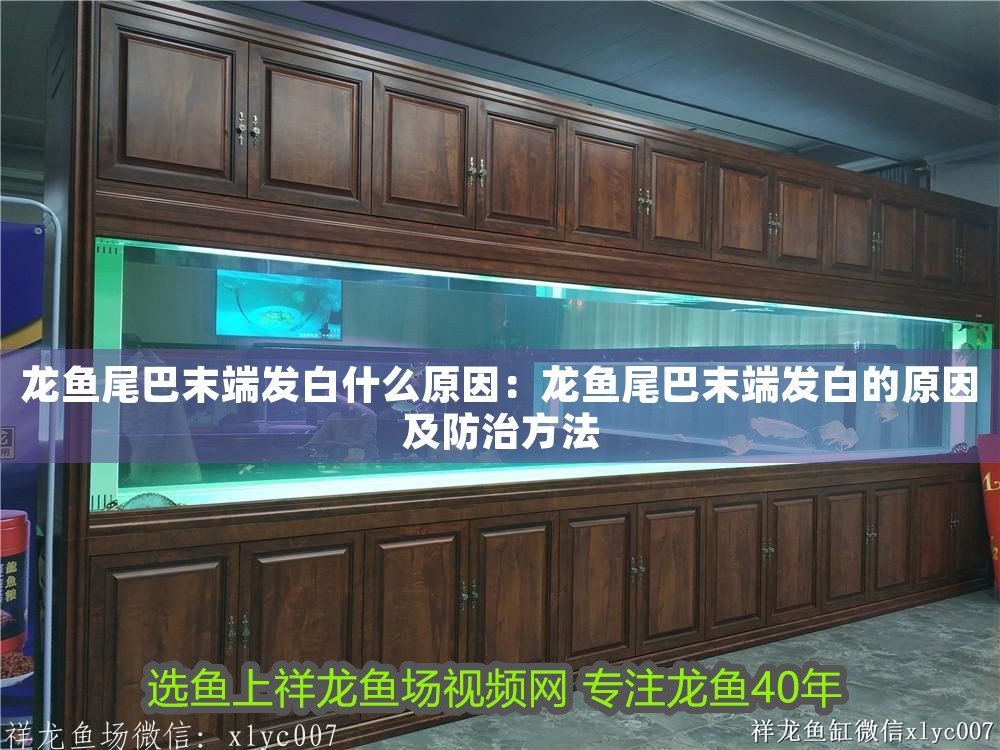 龍魚尾巴末端發白什么原因：龍魚尾巴末端發白的原因及防治方法