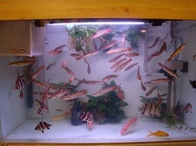 龍魚缸夏天怎么降溫：龍魚缸夏天怎么降溫龍魚缸夏天怎么降溫 龍魚缸夏天怎么降溫：龍魚缸夏天怎么降溫龍魚缸夏天怎么降溫 龍魚百科