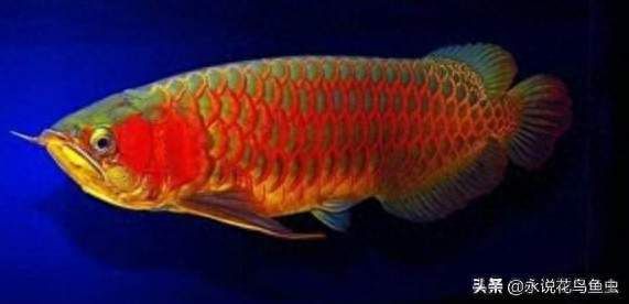 橙紅龍魚與紅龍區(qū)別：橙紅色龍魚與紅龍的區(qū)別