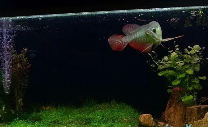 如何布置70cm龍魚(yú)缸的水草