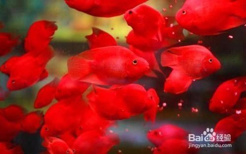 魚缸養魚幾條魚<strong><mark>吉利</mark></strong>（魚缸養魚最佳品種如何養護魚缸生態魚缸布置提升運勢）