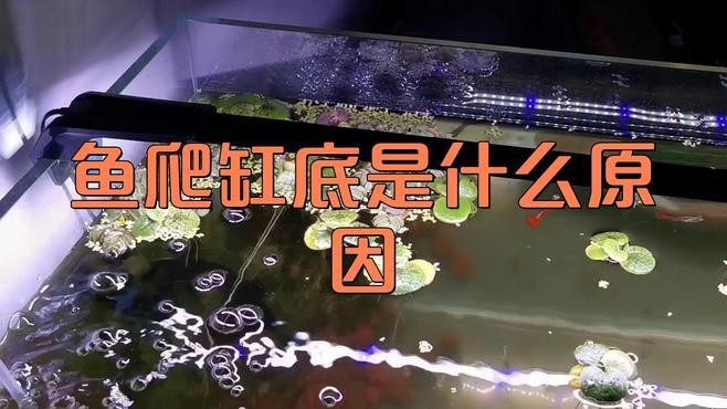 銀龍魚為什么在魚缸下面游