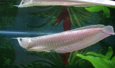 銀龍魚吃錦鯉么（銀龍魚會吃錦鯉嗎？）