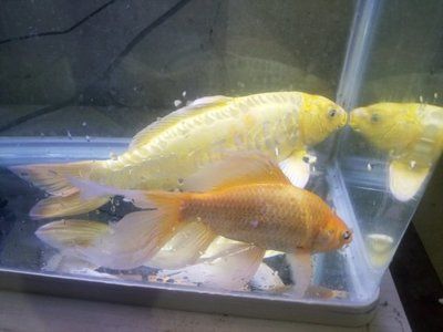 銀龍魚吃錦鯉么（銀龍魚會吃錦鯉嗎？）