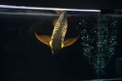 樂清市柳市鎮(zhèn)可麗愛水族館（樂清市柳市鎮(zhèn)可麗愛水族館電話）