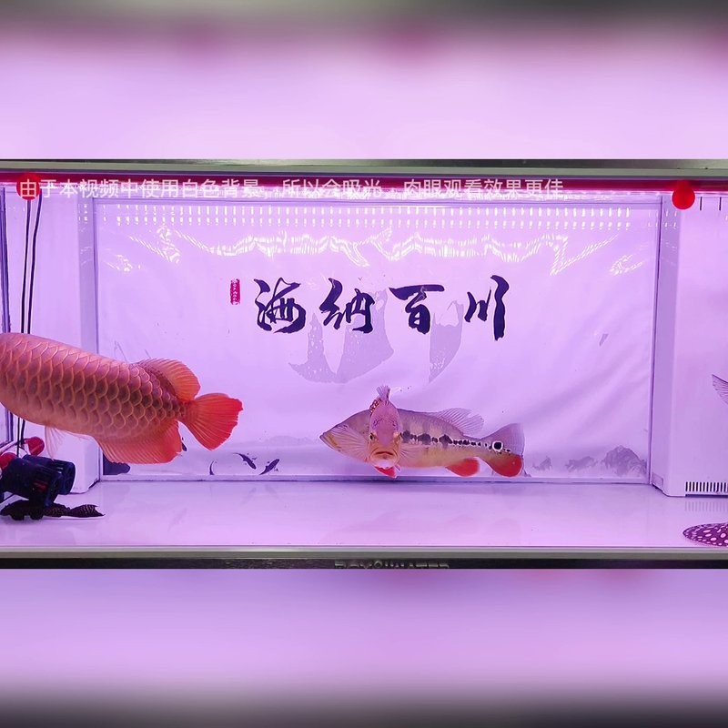 銀龍魚用紅色燈怎么樣