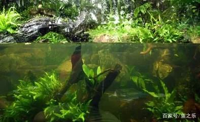 養龍魚的樂趣作文怎么寫：養龍魚的樂趣作文