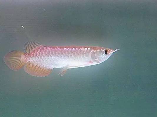 承德市雙橋區點亮水族裝飾店（承德市雙橋區點亮水族裝飾店地址）