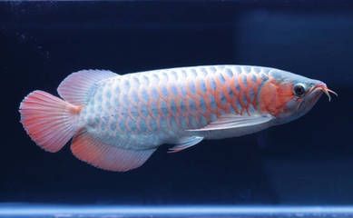 新請的龍魚要多久才能適應新環境和水質，養魚者需注意：新請的龍魚要多久才能適應新環境和水質