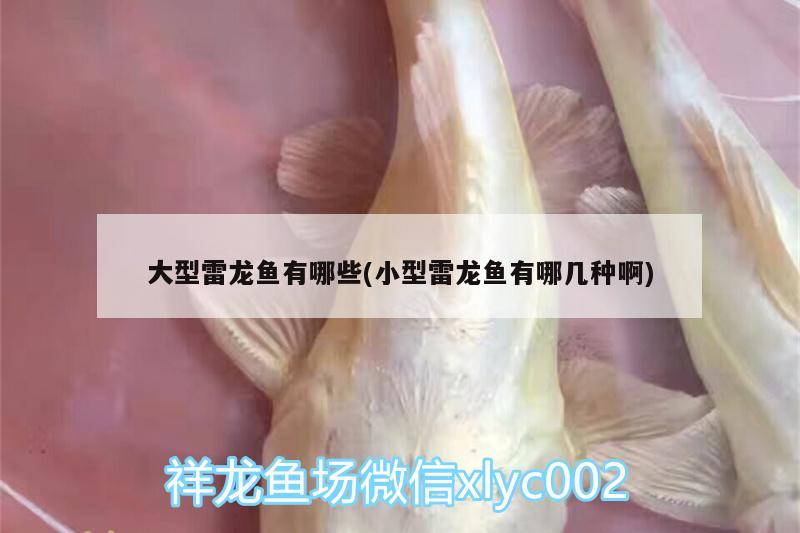 常德柳葉湖鑫蕾水族館 常德柳葉湖鑫蕾水族館 全國水族館企業(yè)名錄 第2張