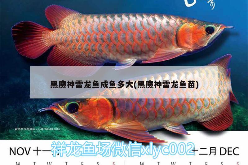 常德柳葉湖鑫蕾水族館 常德柳葉湖鑫蕾水族館 全國水族館企業(yè)名錄 第5張