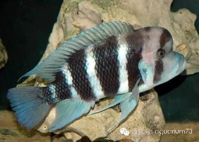 布隆迪魚可以跟金龍魚混養嗎：金龍魚可以和什么魚混養