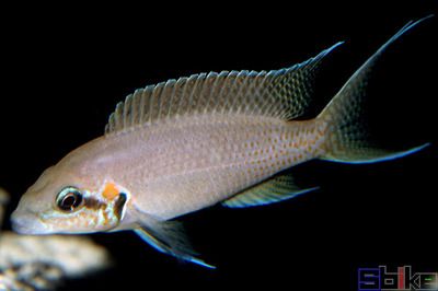 布隆迪魚可以跟金龍魚混養嗎：金龍魚可以和什么魚混養