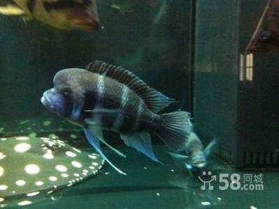 布隆迪魚可以跟金龍魚混養嗎：金龍魚可以和什么魚混養