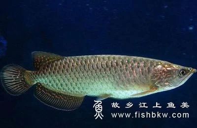 龍魚的飼養(yǎng)方法：\"龍魚的飼養(yǎng)、飼養(yǎng)龍魚需要注意的一些要點