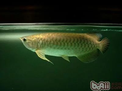 龍魚的飼養(yǎng)方法：\"龍魚的飼養(yǎng)、飼養(yǎng)龍魚需要注意的一些要點