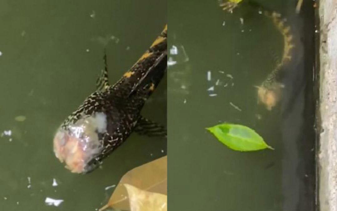 如何判斷雷龍魚細菌感染的嚴重程度？