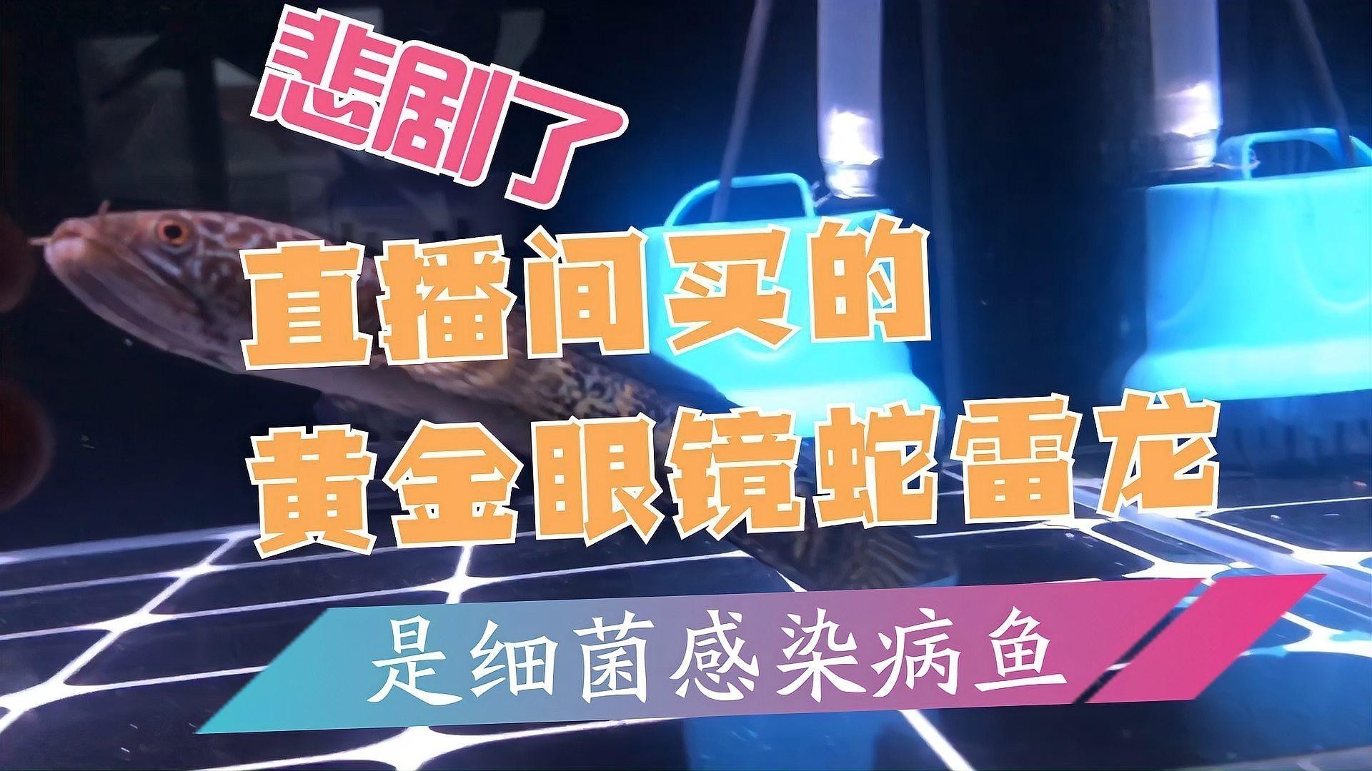 如何判斷雷龍魚細菌感染的嚴重程度？