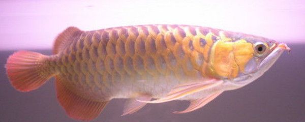 龍魚麻醉運輸到了翻肚皮:龍魚在運輸過程中出現翻肚皮的情況可能是以下原因引起的 龍魚百科 第2張 龍魚麻醉運輸到了翻肚皮:龍魚在運輸過程中出現翻肚皮的情況可能是以下原因引起的 龍魚麻醉運輸到了翻肚皮:龍魚在運輸過程中出現翻肚皮的情況可能是以下原因引起的 龍魚百科 第2張