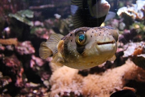 頂級銀龍魚：頂級銀龍魚的價格