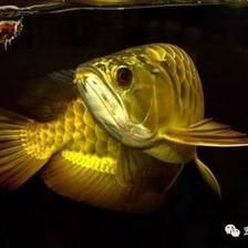 怎么形容龍魚的美（形容龍魚之美的幾種表達方式） 怎么形容龍魚的美（形容龍魚之美的幾種表達方式） 龍魚百科 第3張