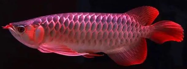 龍魚為什么會(huì)豎起來：龍魚豎起來可能是多種原因引起的龍魚豎起來的原因及處理方法