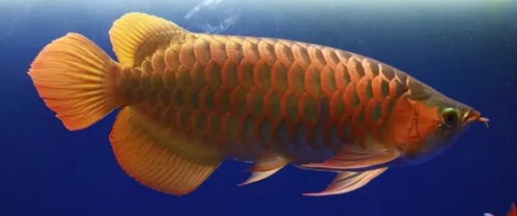 龍魚為什么會(huì)豎起來：龍魚豎起來可能是多種原因引起的龍魚豎起來的原因及處理方法