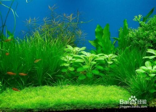 臺前縣水寵世界水族網店（臺前水族館） 臺前縣水寵世界水族網店（臺前水族館） 全國水族館企業名錄