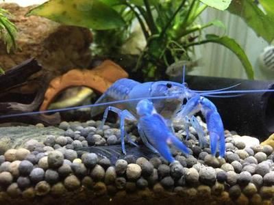 世界上最漂亮的金龍魚品種圖片：世界上最漂亮的金龍魚品種，璀璨水中的黃金王者