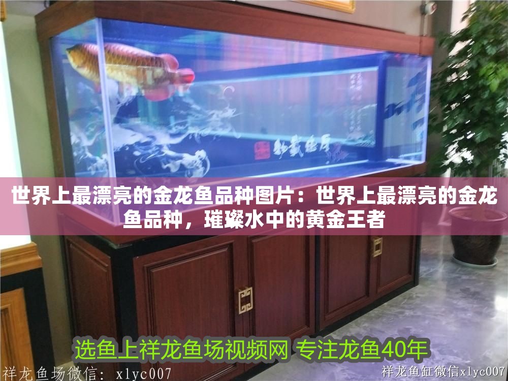 世界上最漂亮的金龍魚品種圖片：世界上最漂亮的金龍魚品種，璀璨水中的黃金王者