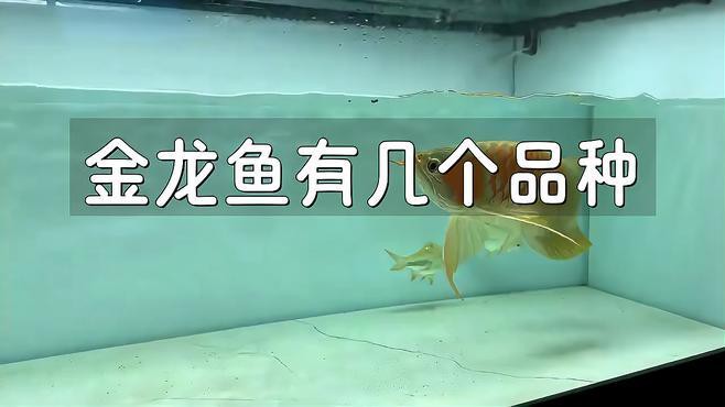 24K金龍魚(yú)有哪些品種