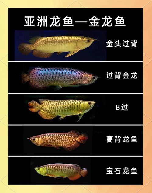 24K金龍魚有哪些品種
