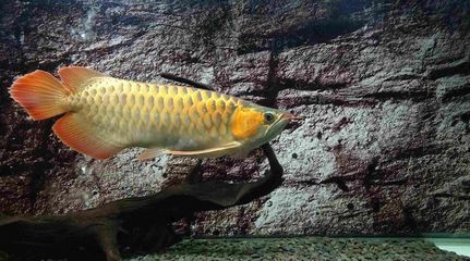 養龍魚的寓意和象征意義是什么：養龍魚的寓意和象征意義是什么養龍魚的寓意和象征意義
