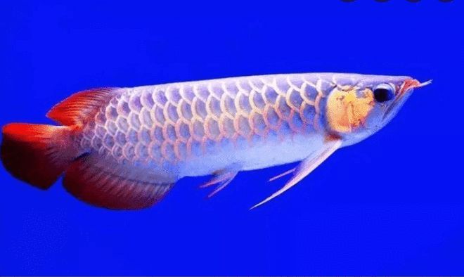 世界上最貴的金龍魚視頻（世界上最貴的金龍魚的價格是多少？）