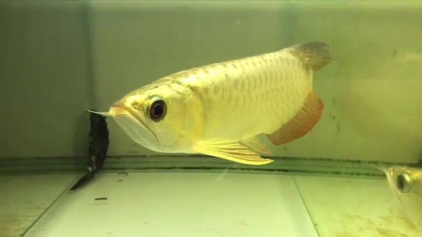 如何選購純血統(tǒng)武吉美拉過背金龍? 龍魚百科 第4張 如何選購純血統(tǒng)武吉美拉過背金龍? 如何選購純血統(tǒng)武吉美拉過背金龍? 龍魚百科 第4張