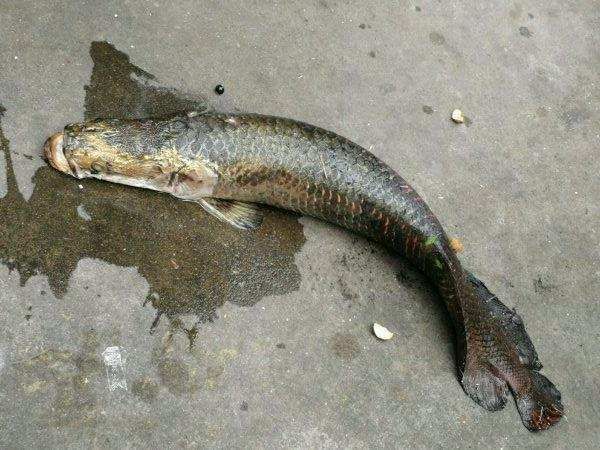 40cm龍魚一天吃多少食物正常（40cm的龍魚一天吃多少）