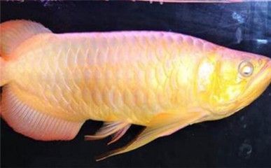 40cm龍魚一天吃多少食物正常（40cm的龍魚一天吃多少）