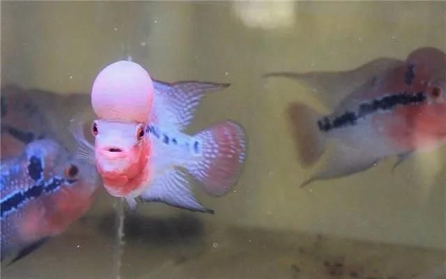 龍魚怎么預(yù)防內(nèi)寄病毒感染：如何預(yù)防龍魚內(nèi)寄病毒感染