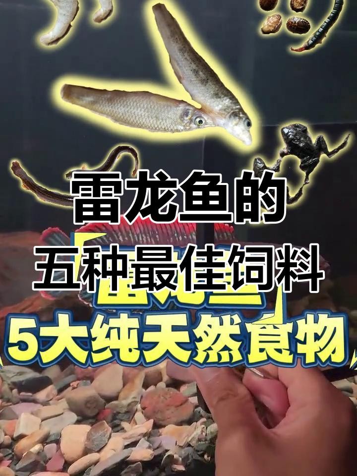 雷龍魚的食物有哪些