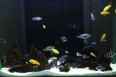 龍魚最高能適應多少溫度水溫養：龍魚的最高適應溫度范圍是多少？