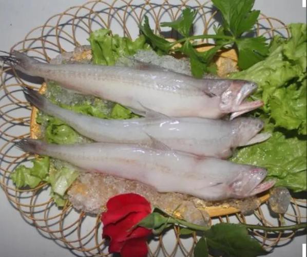 浙江龍魚產地是哪里的