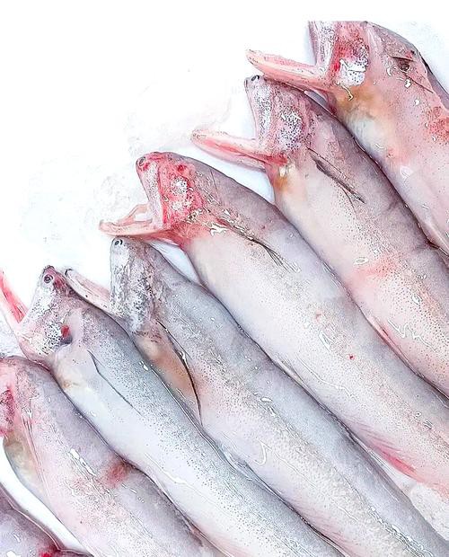 浙江龍魚產地是哪里的