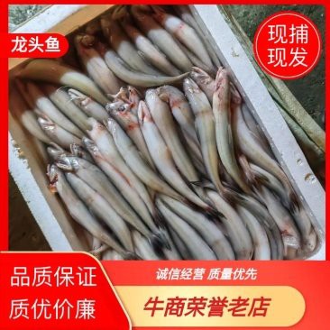 浙江龍魚產地是哪里的